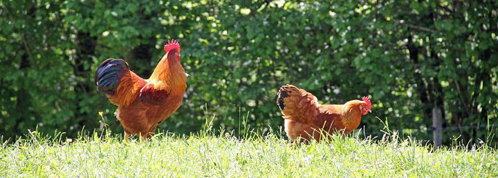 Chickens in the Ballenberg Swiss Open Air Museum