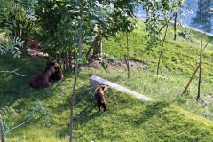 Bears in the Bärenpark in Bern