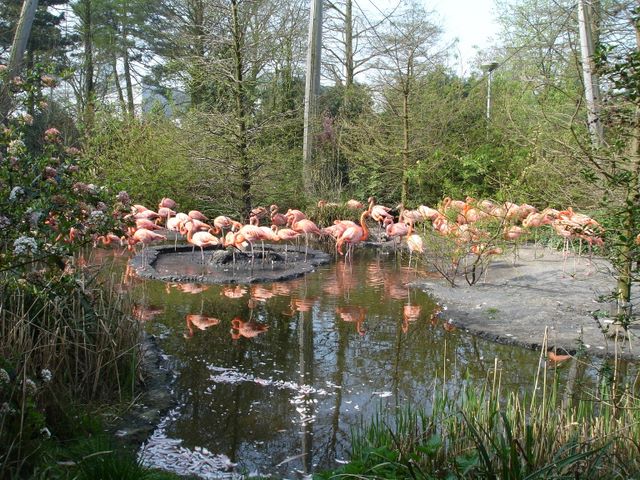 Flamingos in the Avifauna Bird Park 