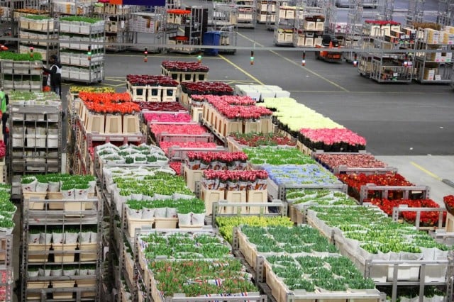 Cartloads of flowers at the Aalsmeer Flower Auction