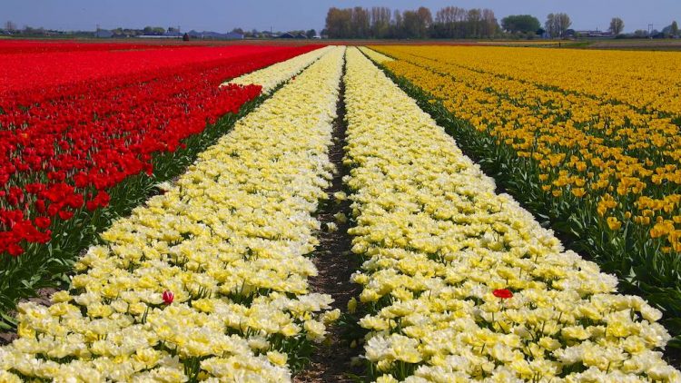 red, white and yellow tulips fields