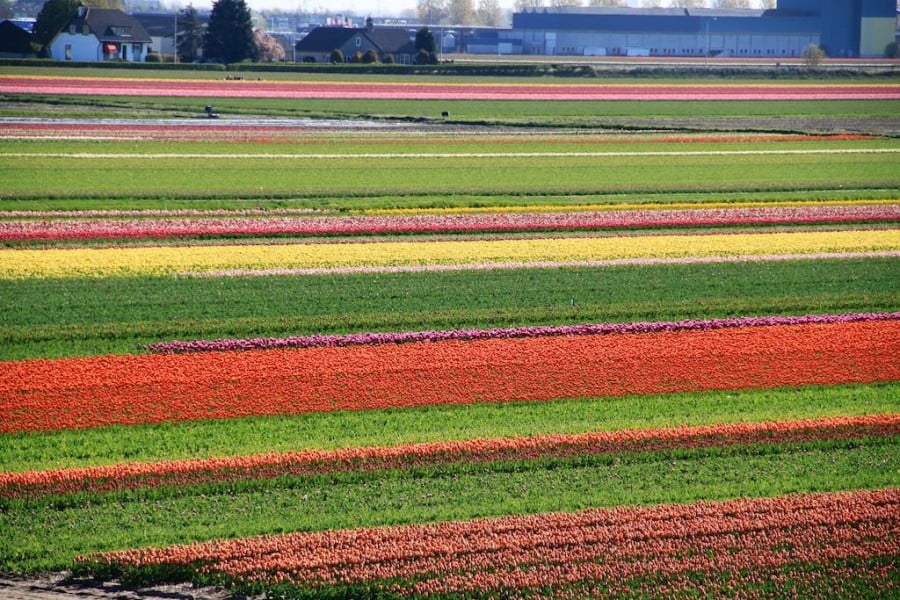2025 Cycling at Keukenhof and Flower Bulb Fields in Holland