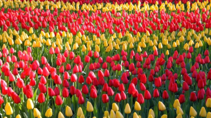 Red and yellow tulips