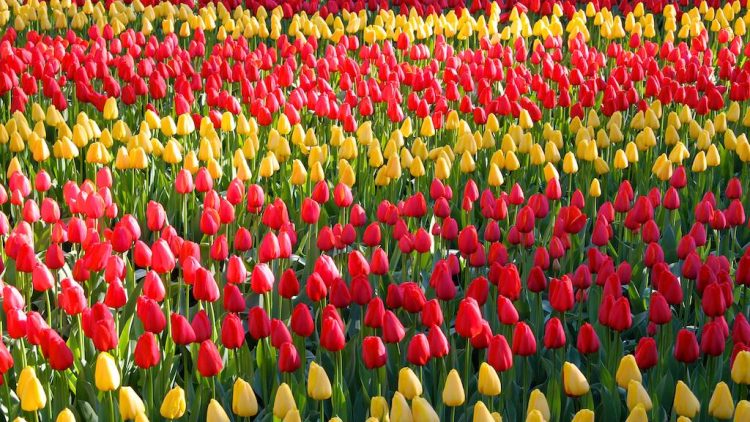 Red and yellow tulips