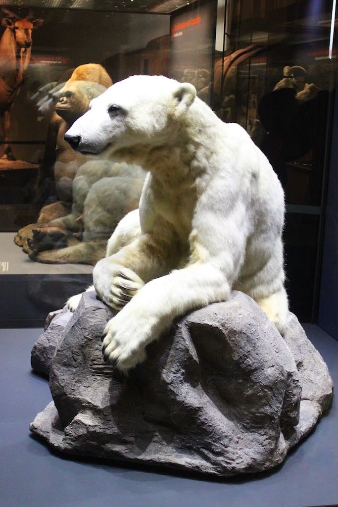 Knut & Bobby in the Museum für Naturkunde in Berlin