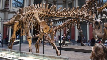 Museum für Naturkunde in Berlin  Dinosaurs