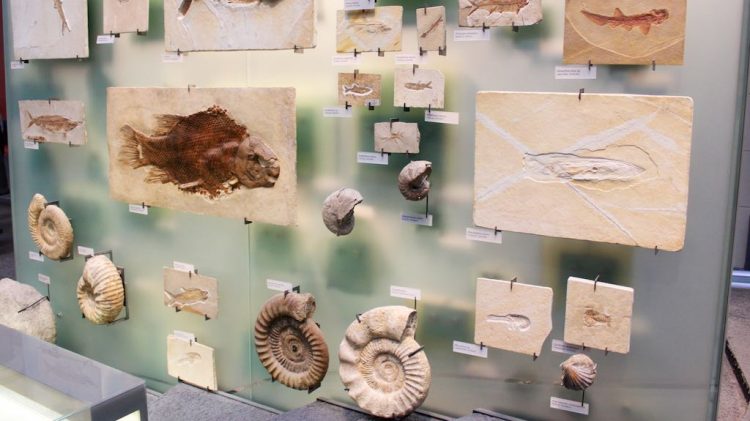 Museum für Naturkunde in Berlin Fossils