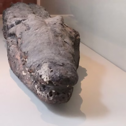 Crocodile Mummie in Hildesheim