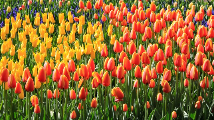 Visit Keukenhof to See endless tulips
