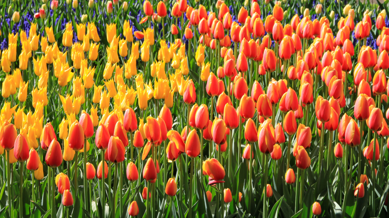 Lokken Memo Calamiteit 2024 Visit Keukenhof Tulip and Flower Garden near Amsterdam in Holland