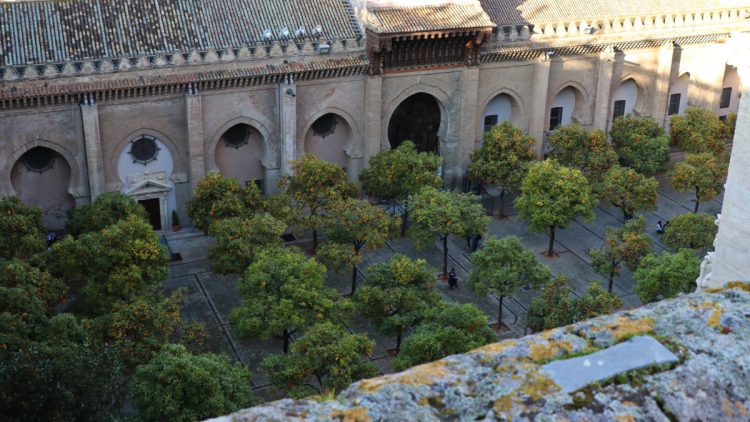 Orange Trees Courtyard Seville Cathedral