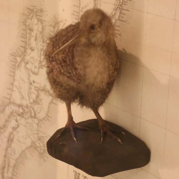 Kiwi Bird in Gotha