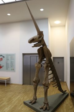 Unicorn Skeleton in the Kunsthistorisches Museum in Magdeburg