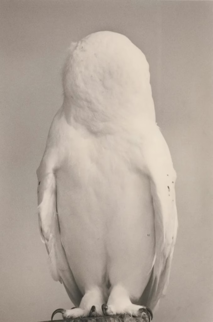 Yamamoto Masao: Ohne Titel