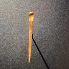 Golden Ear Pick Museum of Copenhagen