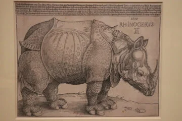 Rhinocerus 1515 on display in the Germanische Nationalmuseum (culture, history, and art museum) in Nuremberg (Nürnberg), Germany.
