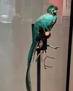 taxidermy mount of a Quetzal bird