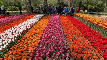 Getting to Keukenhof tulip gardens near Lisse is easiest and cheapest on public transportation -- take a direct Keukenhof express bus from Amsterdam (Europaplein RAI or Central Station area), Schiphol Airport, or train stations in the bulb fields region of Southern Holland in the Netherlands.