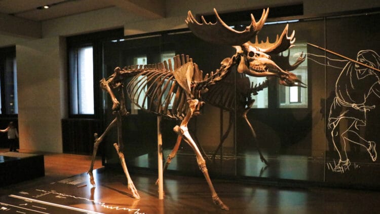 The Elch vom Hansaplatz -- the full skeleton of a moose from around 10,700 BC was discovered in Berlin in 1956 during the construction of the local U-Bahn.